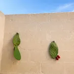 Masseria Cuturi